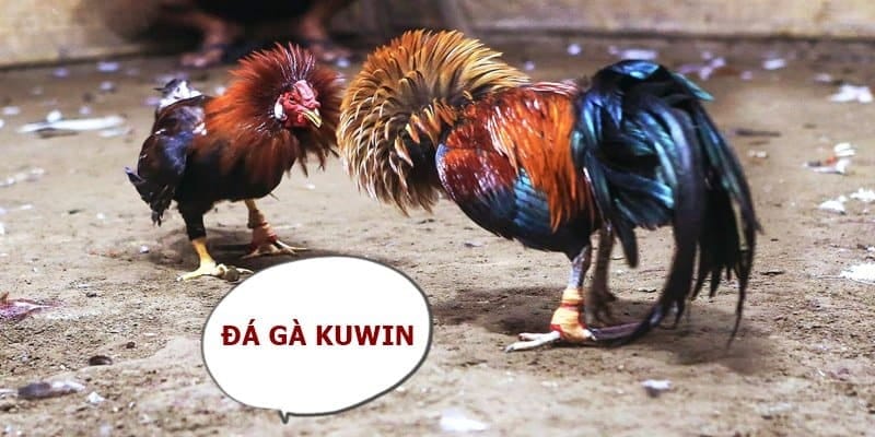 Giới thiệu về đá gà Kuwin