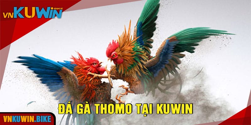 Đá Gà Thomo Tại Kuwin - Trải Nghiệm Thú Vị Và Đỉnh Cao