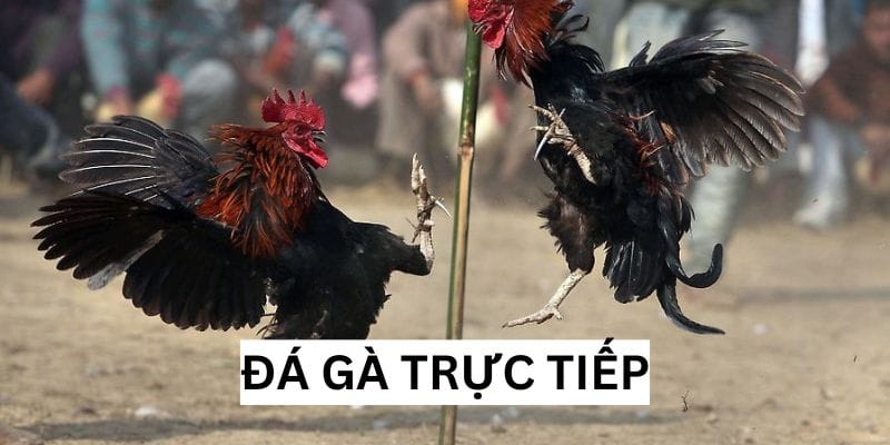 Đá Gà Trực Tiếp - Dịch Vụ Không Thể Bỏ Qua Tại Kuwin